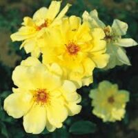 A collection of vibrant blooms from the Rose 'Golden Showers' Climber features radiant yellow petals that contrast beautifully against a rich green leaf backdrop, bringing a sunny charm to any garden.