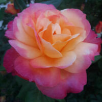 Rose 'Granada'