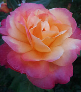 Rose 'Granada' 2ft Standard