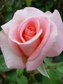 Rose 'Flamingo'