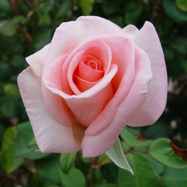 Rose 'Flamingo'