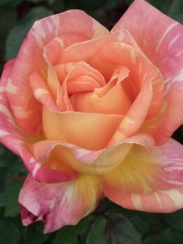 A close-up of the Rose 'Harry Wheatcroft' 2ft Standard reveals its striking pink, orange, and yellow petals set against a backdrop of lush green leaves, highlighting the beauty of this remarkable rose plant.