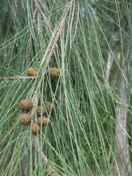 Close-up of a Casuarina glauca 'Swamp Oak' branch featuring long, thin green needles and small brown cones clustered together.