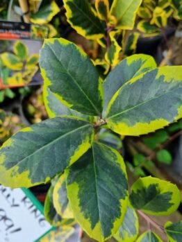Close-up of Ilex 'Golden King' Holly, showing green leaves with yellow edges, surrounded by similar potted holly plants and a partially visible price sign.