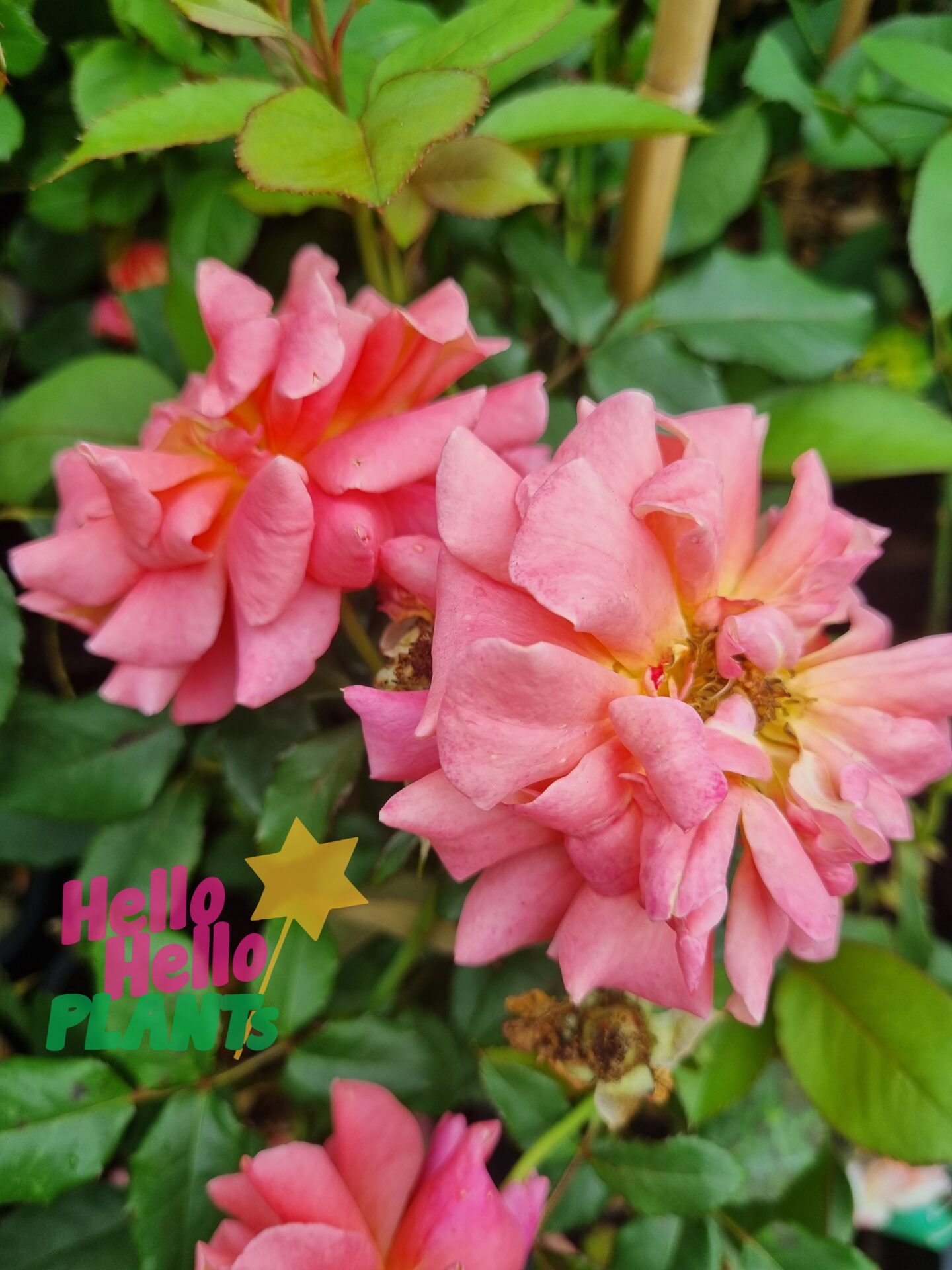 Rose 'Piccadilly' - Image 2