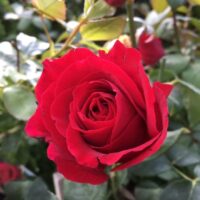 Rose ‘Mr Lincoln’