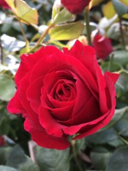 Rose ‘Mr Lincoln’