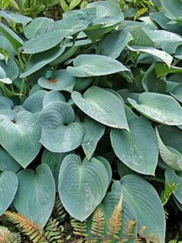 A lush arrangement of large, broad-leaved Hosta 'Blue Cadet' in 4" pots, characterized by visible leaf veins and elegantly accented with graceful ferns at the base.
