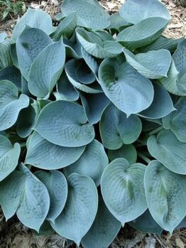 Product: A cluster of broad hosta leaves with a blue-green hue and textured surfaces, reminiscent of Blue Wedgwood, set against brown mulch in a 4" pot.