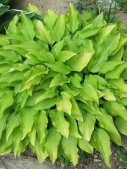 Close-up of a flourishing Hosta 'Lemon Lime' from a 4" pot, showcasing its vibrant green leaves in a garden setting.