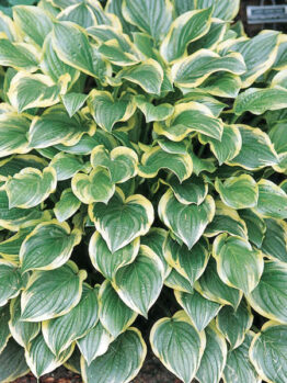 A thriving Hosta 'So Sweet' from a 4" pot showcases its lush green leaves with yellow edges in a garden setting.