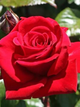 An Ingrid Bergman red rose bush features a vibrant bloom alongside a closed bud, set against lush green leaves, highlighting the classic elegance of its form.