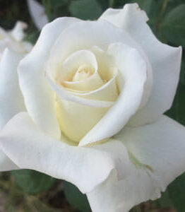 Close-up of a blooming Rose 'John F Kennedy' Bush Form, set against a soft focus background of lush green leaves.