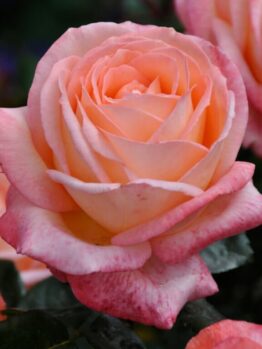 Rose ‘Joyfulness'