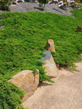 A garden path bordered by rocks and lush green ground cover plants, featuring a Larix 'European Larch' 8'' Pot, with shrubs and flowers in the background.