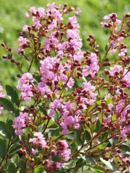 The vibrant flowers of the Lagerstroemia 'Infiniti Orchid' Crepe Myrtle, found in a 7" pot, dazzle in shades of pink against a blurred green background.