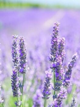 A close-up of a field of Lavandula 'Grosso' Lavender from a 6" Pot, with its vibrant purple flowers in full bloom under a clear sky, captures the enchanting beauty of this plant.