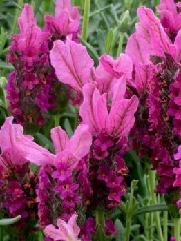 Close-up of vibrant Lavandula 'Sensation™ Rose' flowers with lush green foliage in the background, elegantly displayed in a 6" pot.