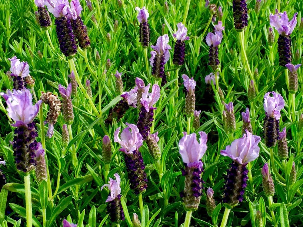 A field of Lavandula 'Sensation™ Blue' Lavender, displaying its vibrant blue blooms and lush green foliage, creates a stunning scene.