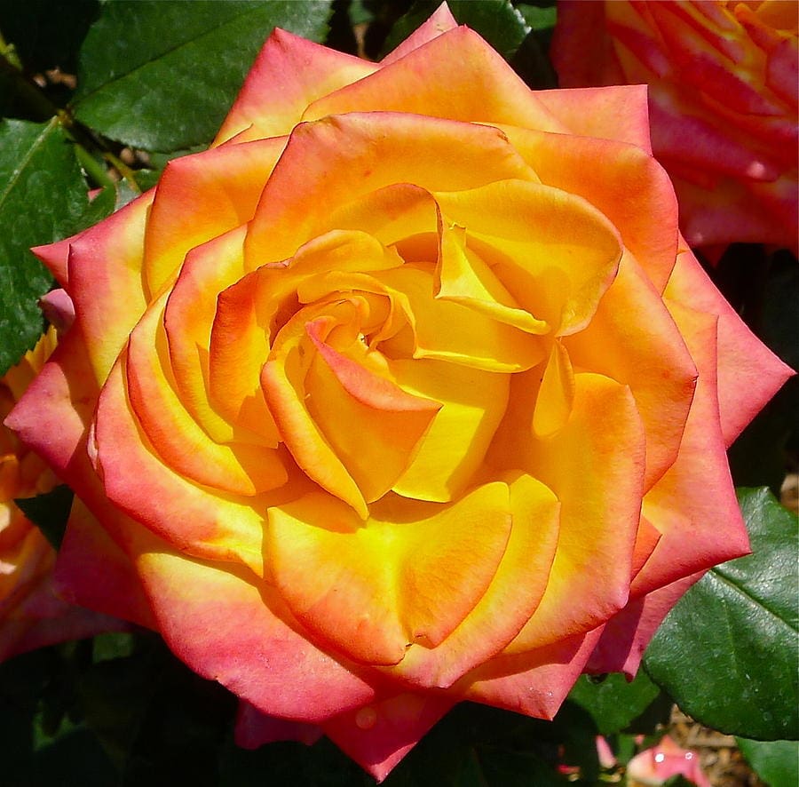 Close-up of a vibrant Rose 'Magma' Bush Form, showcasing its yellow petals with pink edges, surrounded by lush green leaves.