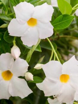 Introducing the Mandevilla 'Jade White' 7" Pot: this plant features elegant white flowers with vibrant yellow centers, beautifully contrasted against lush green leaves. It adds a touch of charm to any space.
