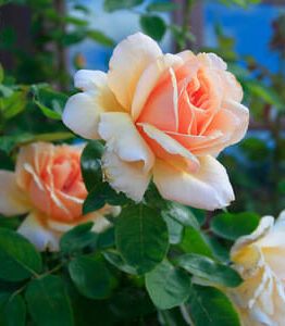 The 'Mcleod's Daughters' rose bush features peach-colored blooms in a charming rustic style, beautifully complemented by lush green leaves.