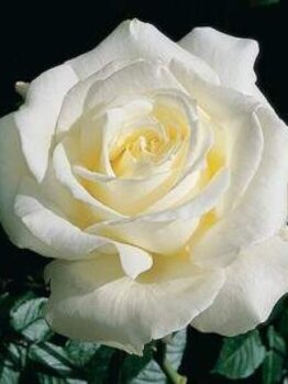 A close-up of a blooming white Rose 'Memoire' 3ft Standard, its petals artfully unfolding against a backdrop of lush green leaves.