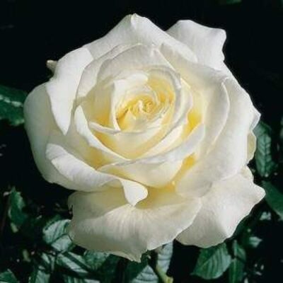 A close-up of a blooming white Rose 'Memoire' 3ft Standard, its petals artfully unfolding against a backdrop of lush green leaves.