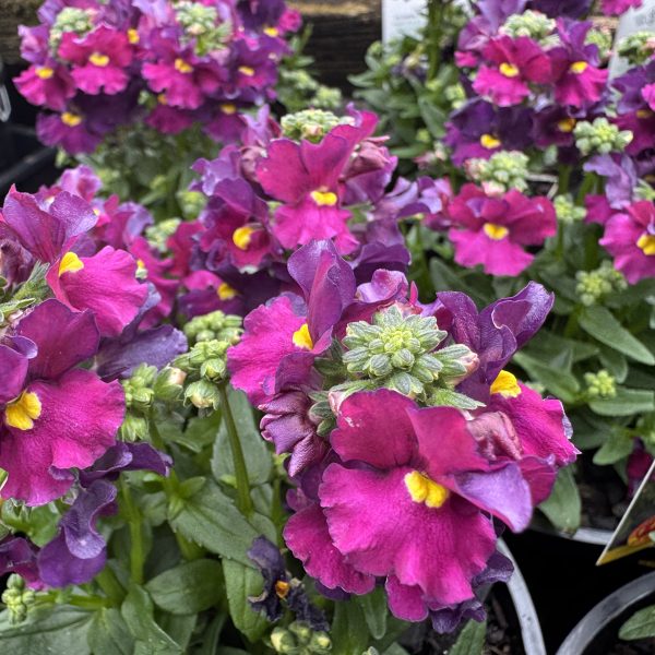 Nemesia 'Raspberry Lemonade' in a 15cm pot features vibrant magenta and purple flowers with yellow centres nestled among green foliage, evoking the refreshing look of raspberry lemonade.