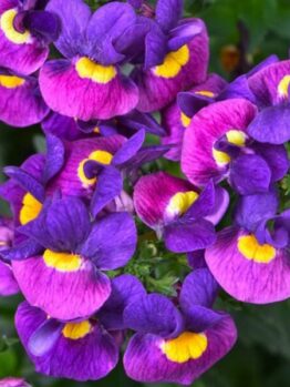 The Nemesia 'Sugarberry' in a 6" pot showcases a close-up of its vibrant purple flowers featuring yellow centers, surrounded by lush green leaves.