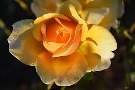 Close-up of an 'Our Copper Queen' rose with vibrant yellow petals tinged in orange, glowing warmly in the sunlight.
