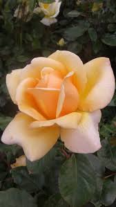 A close-up of a blooming Rose 'Our Copper Queen' PBR with creamy yellow petals against a backdrop of vibrant green leaves.