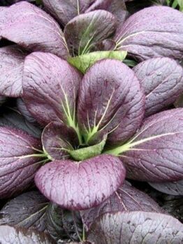 A close-up view of Pak Choi 'Purple' Baby Bok Choi in a 3" pot, showcasing its vibrant leaves adorned with glistening water droplets.