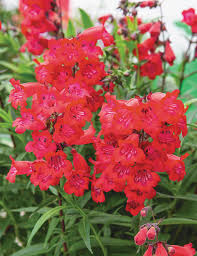 The Penstemon 'Cha Cha Cherry' 6" pot produces stunning bright red, elongated petals alongside vibrant green leaves, making it an excellent choice for introducing vivid color to your garden. Its convenient 6" pot size is perfect for those looking to enhance their garden with striking floral beauty.