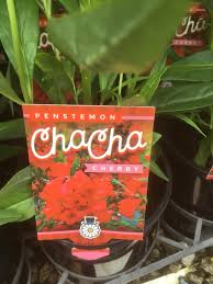 The label for "Penstemon 'Cha Cha Cherry' 6" Pot" is showcased amidst green foliage, featuring red flowers on the packaging, all contained in an appealing 6-inch pot.