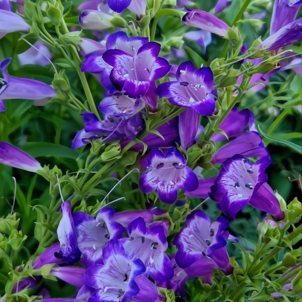 Penstemon 'Cha Cha Lavender' in a 6" pot showcases purple and white bell-shaped flowers with lush green leaves.