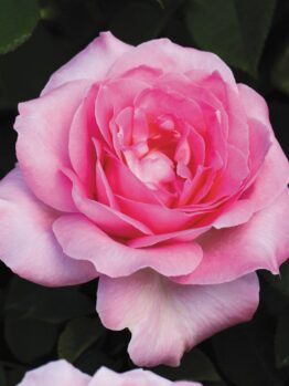 Close-up of a pink Rose 'Perfume Passion' Bush Form in full bloom, showcasing delicate petals with varying shades of pink against a dark green background.