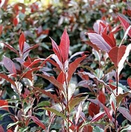 A row of Photinia 'Wonder Hedge' planted in 6" pots forms a breathtaking garden backdrop, with its red-tinted leaves perfectly aligned like a natural masterpiece.