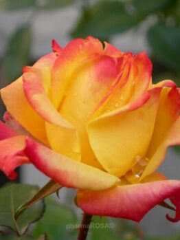 A Rose 'Piccadilly', recognized for its stunning yellow petals with red edges, sparkles with dewdrops in a dynamic garden scene, embodying the sophistication of rose gardening and the rich diversity of floral varieties.