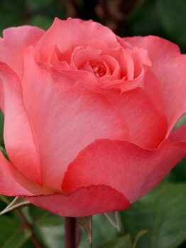 Close-up of a blooming pink Rose 'Pink Panther' Bush Rose with lush green leaves in the background.