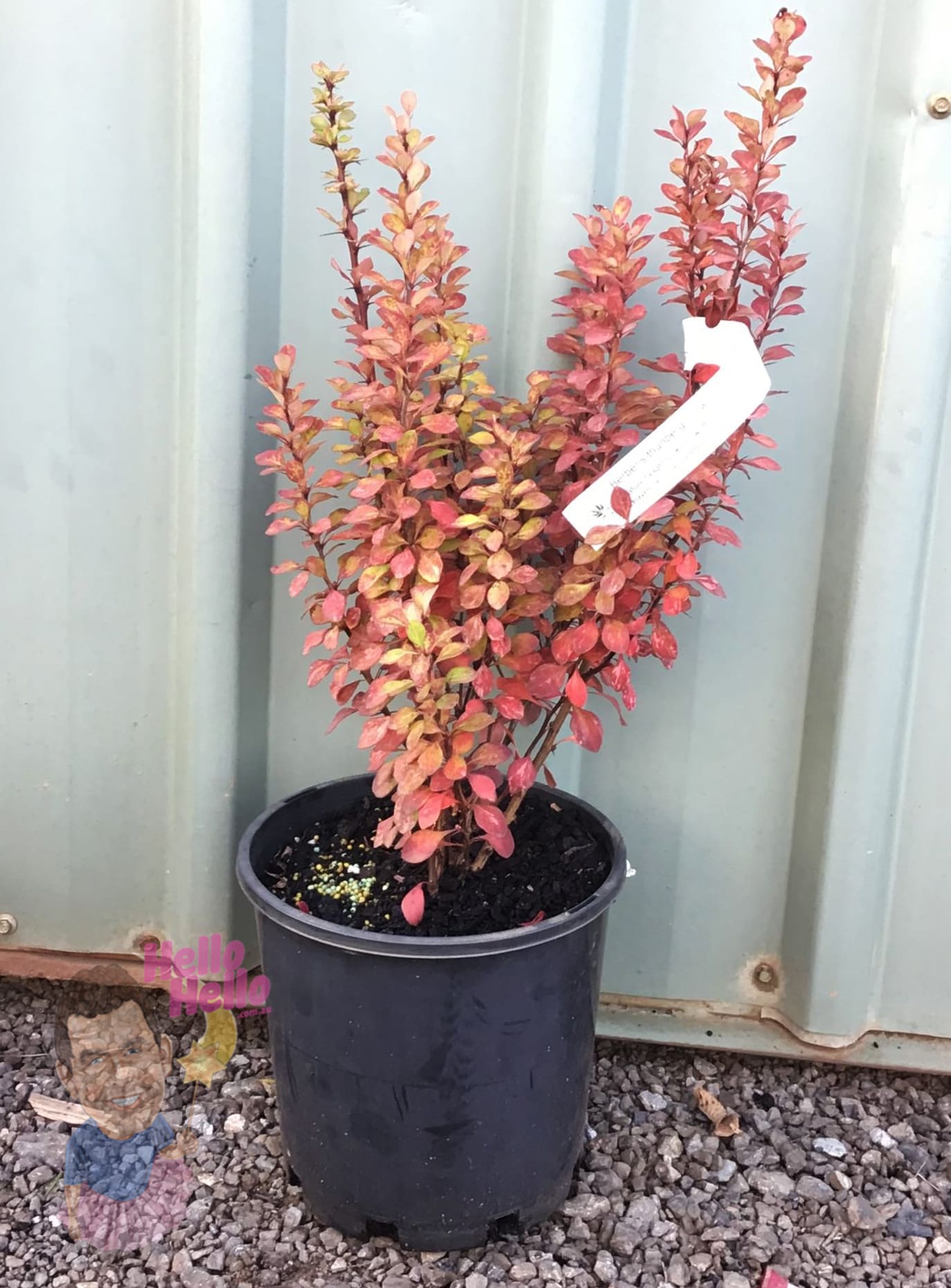 A Berberis 'Pow Wow' Japanese Barberry in an 8" pot, featuring reddish leaves and a white label, sits on gravel before a corrugated metal wall.