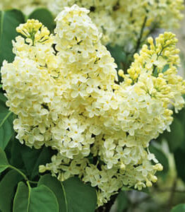 Syringa 'Primrose' Lilac, featured in a 10" pot, showcases clusters of pale yellow flowers set against a backdrop of vibrant green leaves.