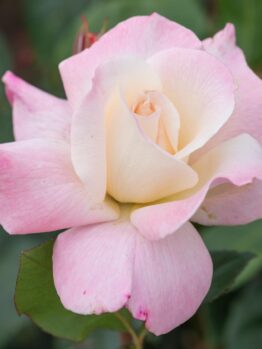 Close-up of the Rose 'Pristine™' Bush Form in full bloom, featuring pink and white petals with lush green leaves in the background.