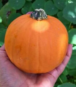 A hand holds a small, round Pumpkin 'Golden Nugget' 4" Pot with a green stem, set against a backdrop of lush green leaves.