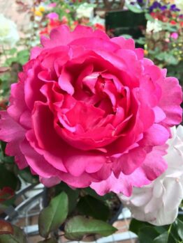 A close-up of the vibrant Rose 'Queen Adelaide' 2ft Standard in full bloom, surrounded by lush green leaves and blurred background flowers.
