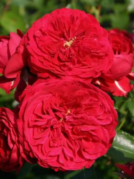 Close-up of the vibrant Rose 'Red Riding Hood' 3ft Standard, showcasing lush, layered petals surrounded by verdant green leaves basking in sunlight.