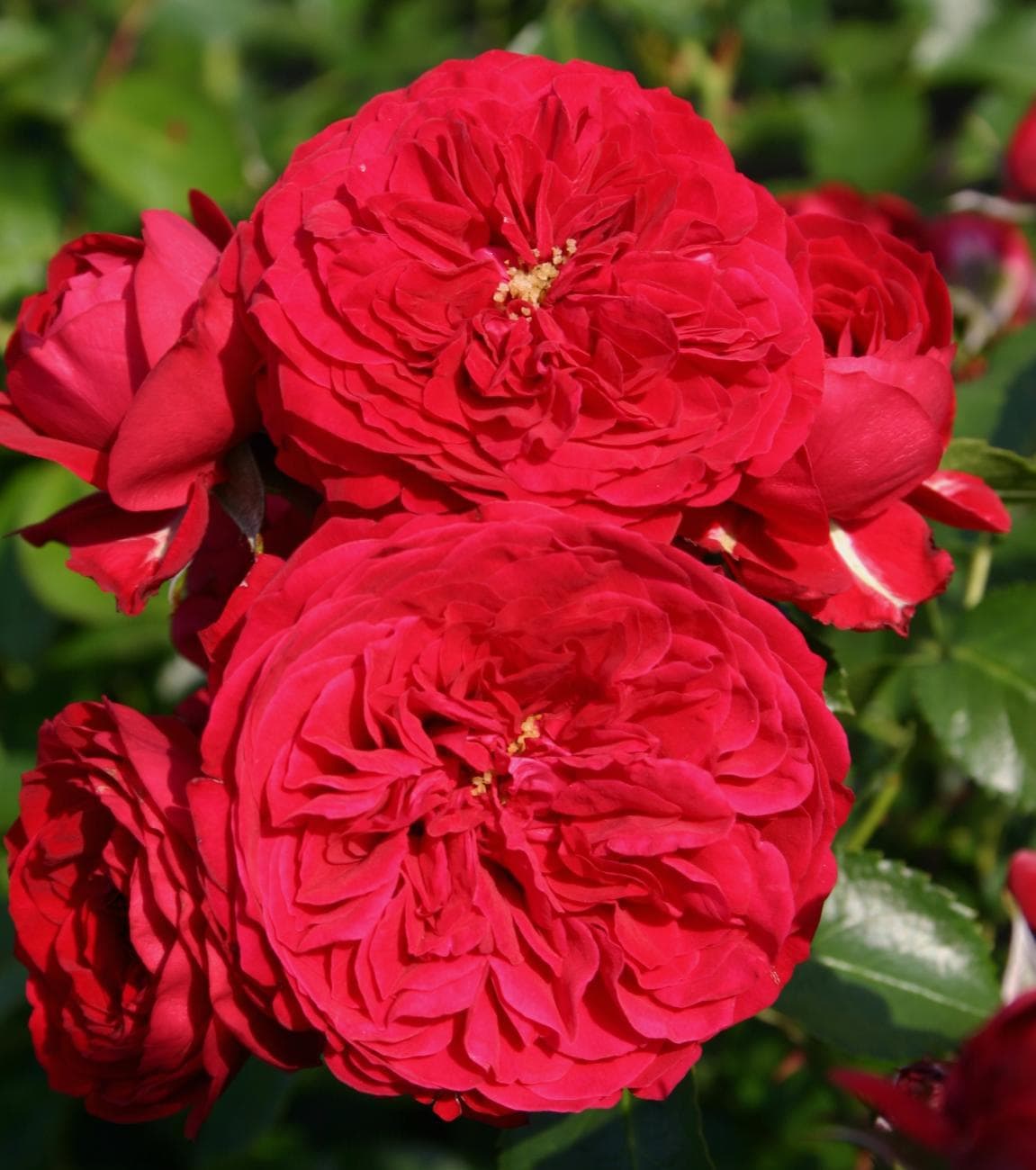 Close-up of the vibrant Rose 'Red Riding Hood' 3ft Standard, showcasing lush, layered petals surrounded by verdant green leaves basking in sunlight.