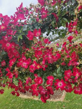 Rosa Bloomfield Courage Red climbing Roses growing in masses on a pole.
