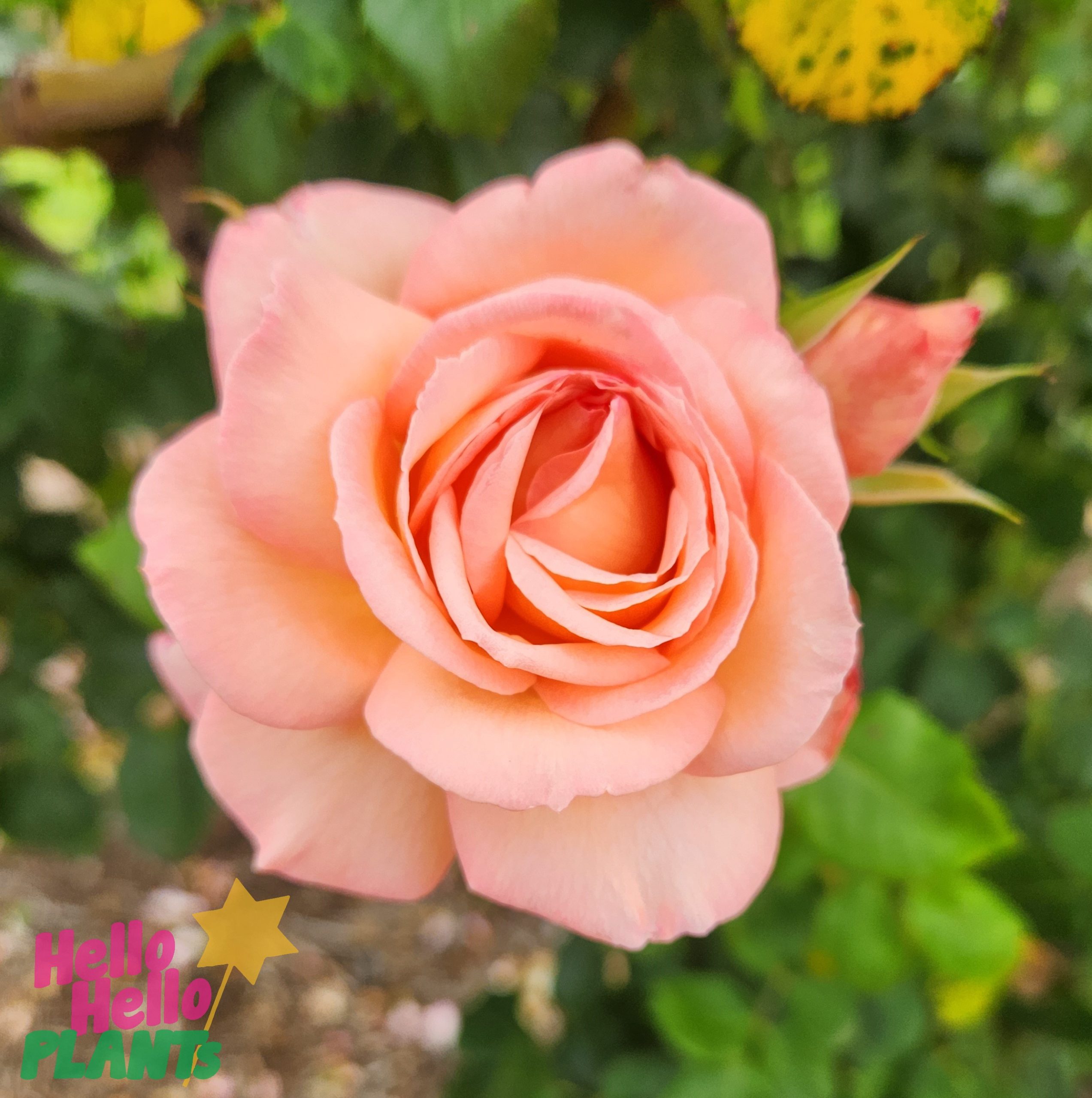 Rose 'Compassion' Climber - Image 3