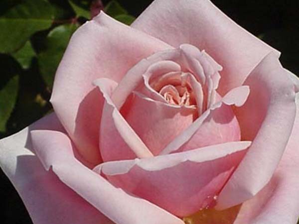 A close-up of a blooming Rose 'Truly Yours™' Bush Rose surrounded by lush green leaves.